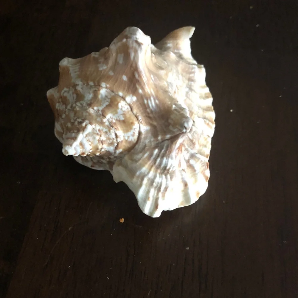 ποΈββοΈ Assorted Seashell Collection - Picture 7 of 15